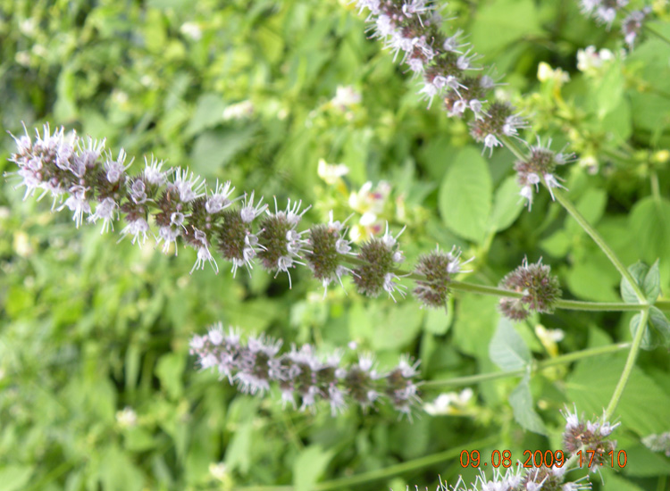 Sospetta Mentha sp dal Trentino